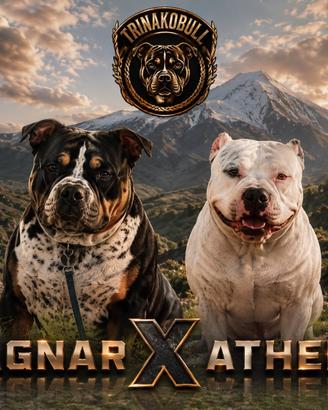 American Bully cuccioli