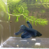 Betta varie tipologie e colori