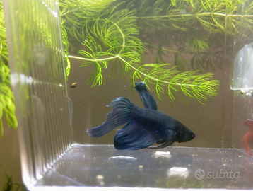 Betta varie tipologie e colori