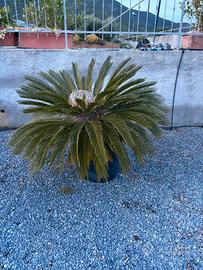 Pianta Cycas