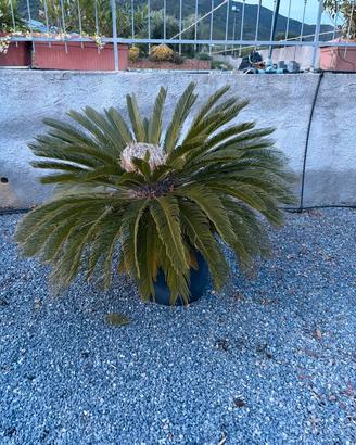 Pianta Cycas