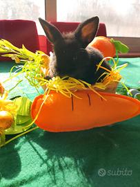 Coniglio nano colorato