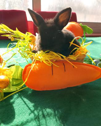 Coniglio nano colorato