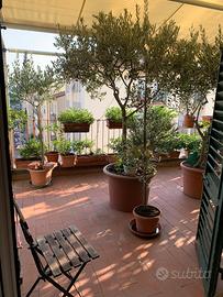 Attico a Coverciano da privato