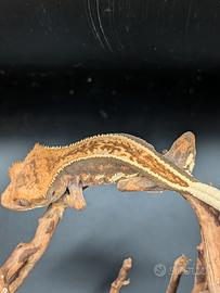 Geco ciliatus harley
