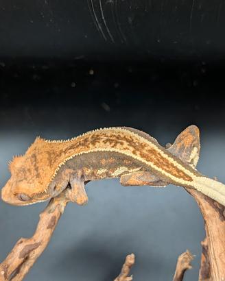 Geco ciliatus harley