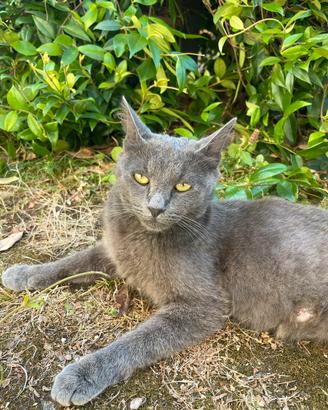 Gattina certosina e cuccioli