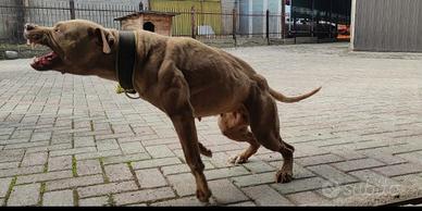 Pitbull adba