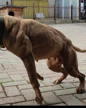 Pitbull adba