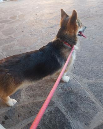 Corgi pembroke