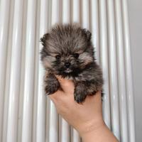 Femmina Pomerania pedigree ENCI