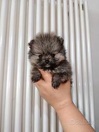 Femmina Pomerania pedigree ENCI