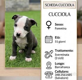 Cuccioli pitbull.