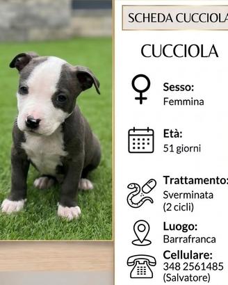 Cuccioli pitbull.