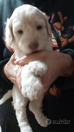 Cuccioli lagotto romagnolo