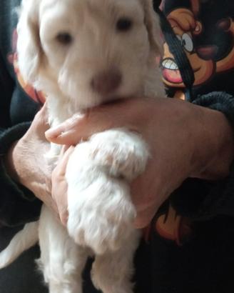 Cuccioli lagotto romagnolo