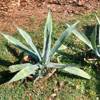 Refalo piante di aloe