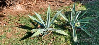 Refalo piante di aloe