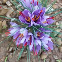 fiori zafferano essicati (o bulbi a giugno)
