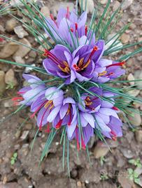 fiori zafferano essicati (o bulbi a giugno)