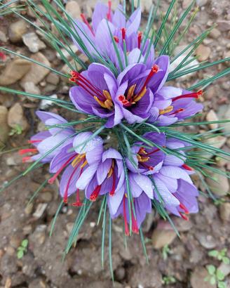 fiori zafferano essicati (o bulbi a giugno)