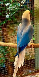 Parrocchetto dal collare cleartail