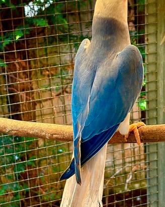 Parrocchetto dal collare cleartail