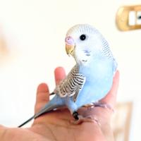 Pappagalli