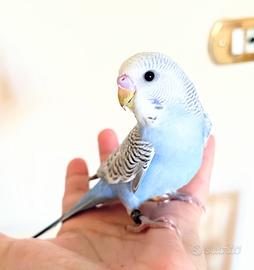 Pappagalli