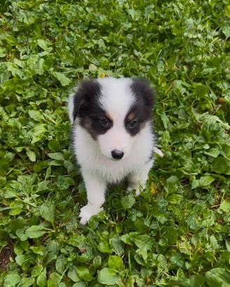 Cuccioli Pastore Australiano