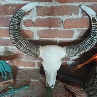 testa bufalo in veteoresina 