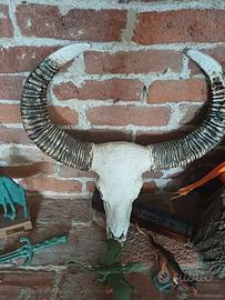 testa bufalo in veteoresina 