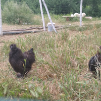 Vendita galli maschi Brahama e Morosità