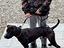 Immagine 5