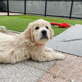 Golden Retriever linea inglese