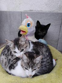 Gatti tenerissimi