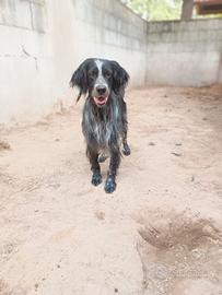 IULIUS - setter di circa 5 anni