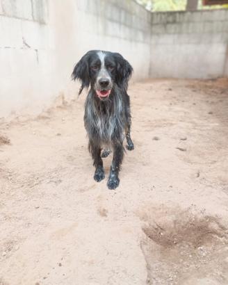 IULIUS - setter di circa 5 anni