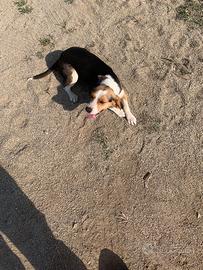 Cucciola di beagle