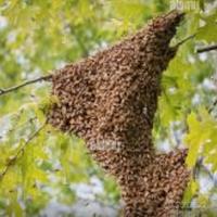 Recupero sciami d'api gratuitamente