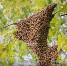 Recupero sciami d'api gratuitamente