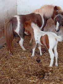 Pony femmina