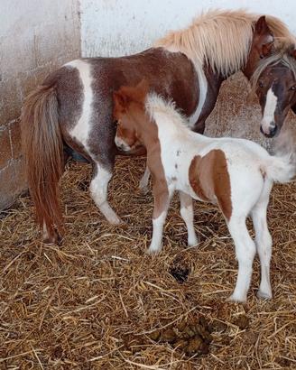 Pony femmina