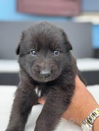 TOKIO - femmina, nata il 21/04/2025