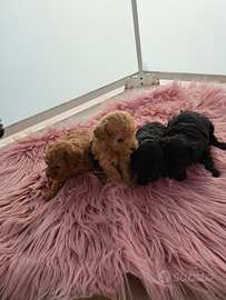 Barboncini realmente toy genitori visibili