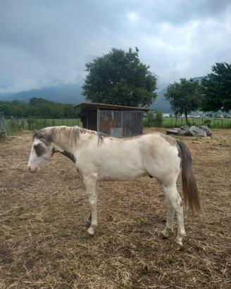 Puledro