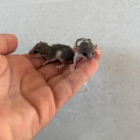 Cuccioli Minighiro Africano