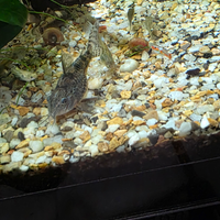 Corydoras