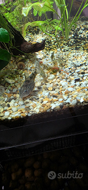 Corydoras