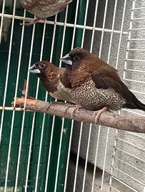 Passeri del giappone e bengalino